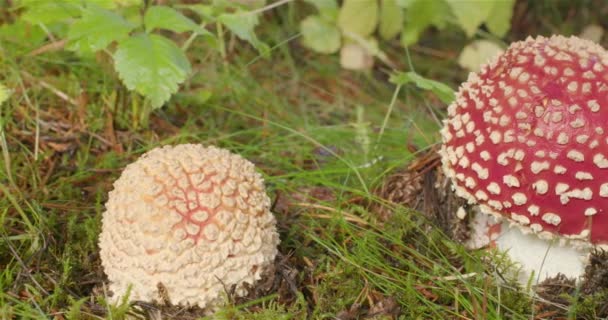 从森林地面发芽的阿马尼塔蘑菇 详细地关闭了冰岛 — 图库视频影像