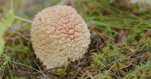 从森林地面发芽的麝香蘑菇 — 图库视频影像