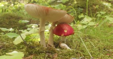 Amanita Muscaria mantarları orman zemininde kayarak İzlanda 'yı vurdu.