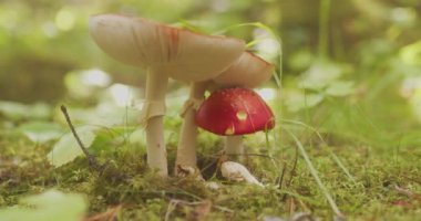 Amanita Muscaria mantarları Bokeh orman zemininde kayarak İzlanda 'yı vurdu.