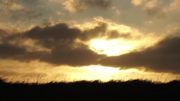 レイヴンペアは日の出草の遅い動きに滑空 — ストック動画