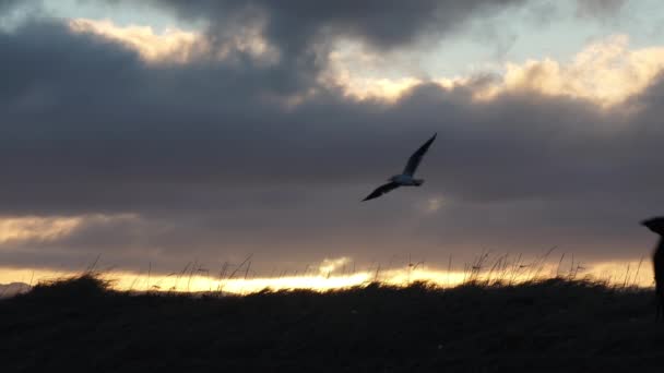 Gaviota Cuervo Volando Viento Lenta Salida Del Sol — Vídeo de stock