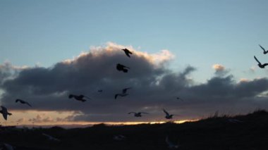 Yavaş çekimde uçan martı ve kuzgun sürüsü Reykjavik şafağı