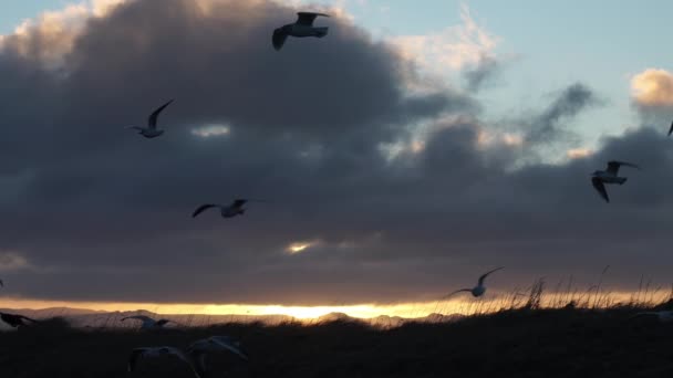Martılar Yavaş Çekimde Uçuyor Şafak Sökerken Kapanıyor — Stok video