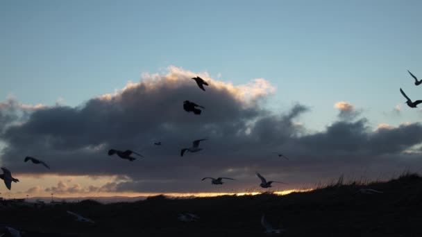 Flock Seagulls Ravens Flying Slow Motion Reykjavik Dawn — Stock Video