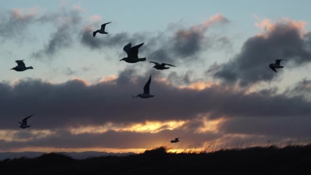 Stor Flock Måsar Flyger Slow Motion Reykjavik Gryning — Stockvideo