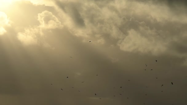Fågelflock Som Flyger Framför Gyllene Solstrålar Genom Moln — Stockvideo