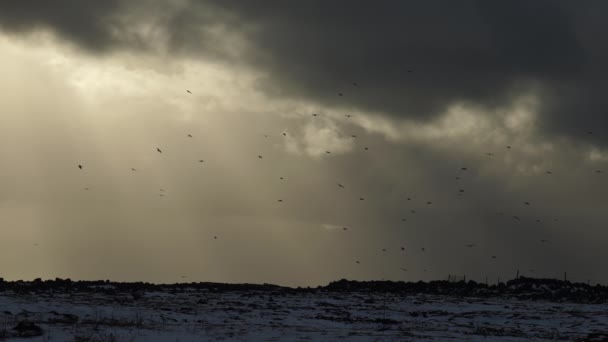 Ptačí Hejno Létající Bouřkovém Mraku Slunečních Paprsků Island Zimní Zpomalení — Stock video