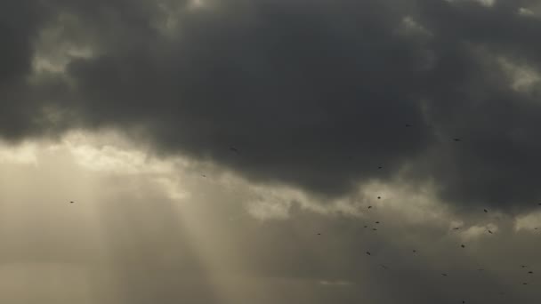 Vogelschar Fliegt Vor Dunklen Gewitterwolken Und Gottesstrahlen — Stockvideo