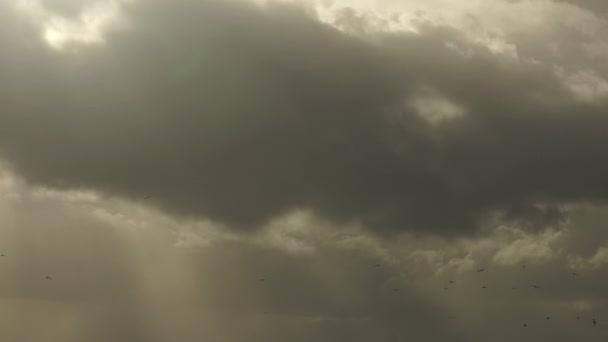 Kıyı Fırtınası Bulutlarında Uçan Kuş Sürüsü — Stok video