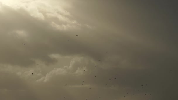 Kuş Sürüsü Fırtına Bulutlarında Uçuyor — Stok video