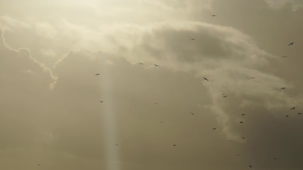 Зграя Птахів Кружляють Променю Хмар — стокове відео
