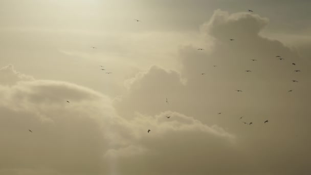 Kuş Sürüsü Bulutların Arasından Süzülüyor — Stok video