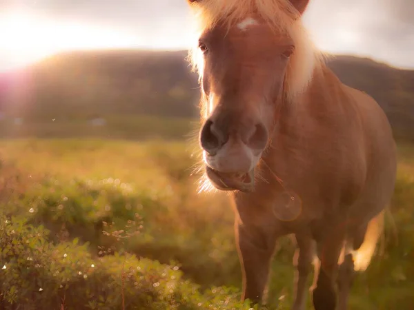 Příroda Krajiny Krásného Islandu — Stock fotografie