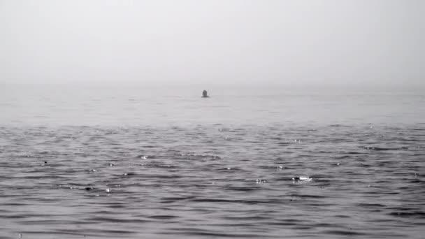 Пловец Океана Густом Тумане Близ Исландии Рейкьявик — стоковое видео
