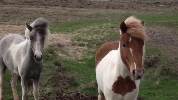 Unga Isländska Ponnyer Tittar Kameran — Stockvideo