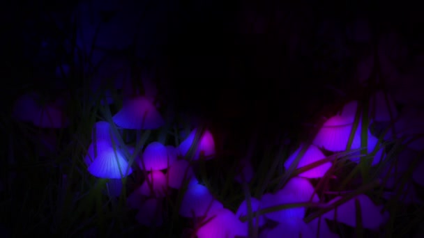 魔法のキノコ草マクロ輝くライトダークブルー紫色の芸術的なアニメーション — ストック動画