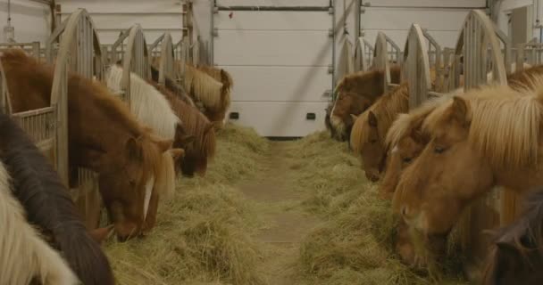 Исландские Лошади Кормятся Конюшне — стоковое видео