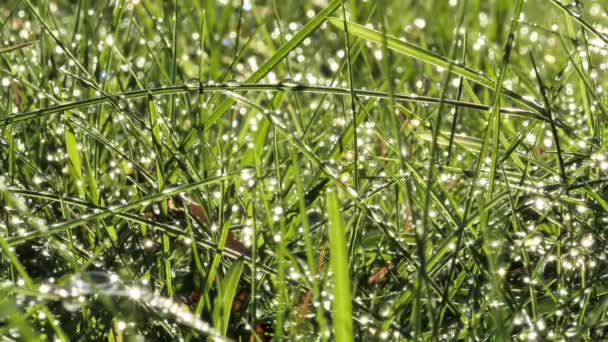 Morning Dew Drop Grass Sparkling — Stock Video