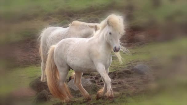 Исландские Пони Приближаются Фантазии Вингетт Мечта — стоковое видео