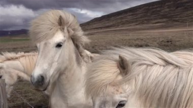 Güzel İzlanda atları ağır çekimde