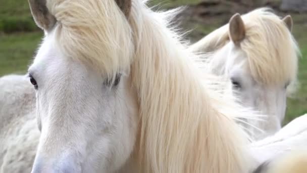Красивые Исландские Лошади Замедленной Съемке — стоковое видео