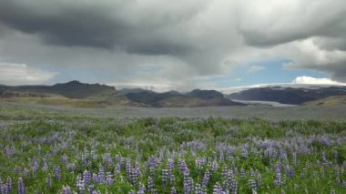 İzlanda yazı boyunca çiçek açan muhteşem lupin çiçekleri