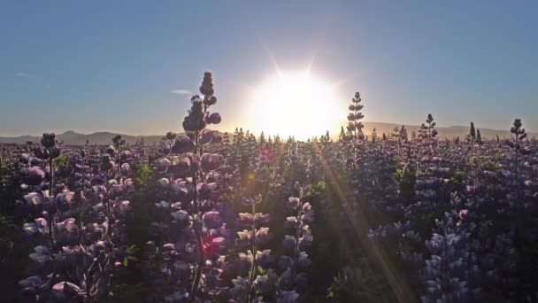 Lindas Flores Trepadeiras Plena Floração Durante Verão Islandês — Vídeo de Stock