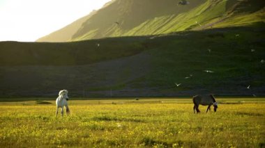 Yaz çayırlarında otlayan atlar, İzlanda