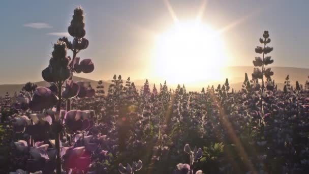 Zlanda Yazı Boyunca Çiçek Açan Muhteşem Lupin Çiçekleri — Stok video