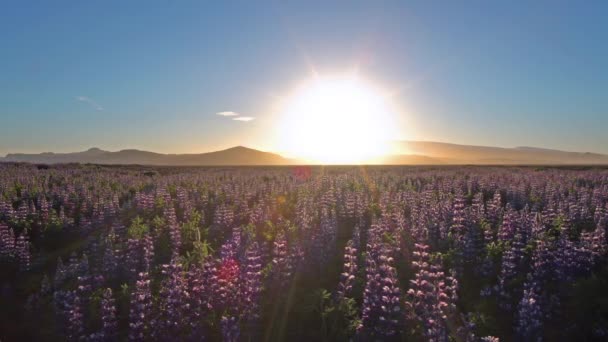 Nádherné Vlčí Květy Plném Květu Během Islandského Léta — Stock video