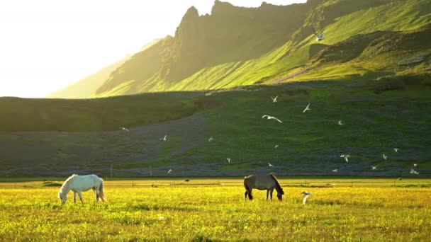 Cavalli Pascolo Nel Prato Estivo Islanda — Video Stock