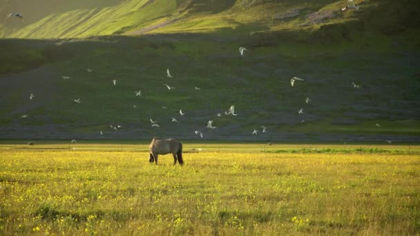 Cavalos Pastando Prado Verão Islândia — Vídeo de Stock