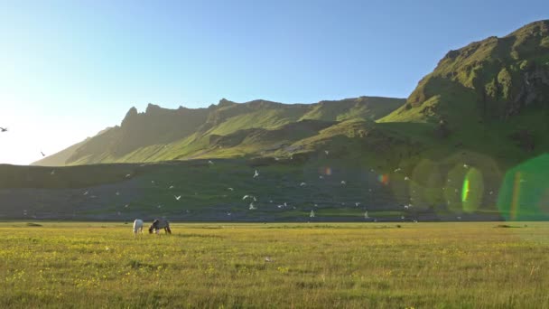 Caballos Pastando Prado Verano Islandia — Vídeo de stock