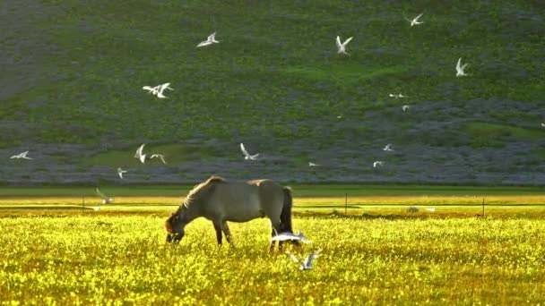 冰岛夏季草地上的马放牧 — 图库视频影像