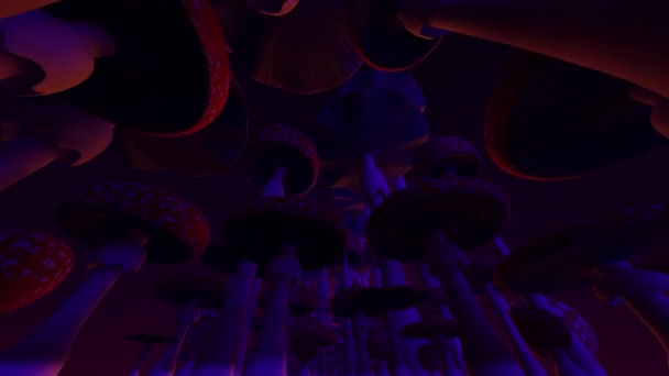 Amanita Muscaria Funghi Giungla Fungina Sotto Stelle Anello Senza Soluzione — Video Stock