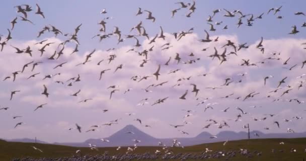スローモーション ヴィンテージ映画 レイキャヴィークアイスランドゴルフコースで飛ぶ大きなカモメの群れ — ストック動画