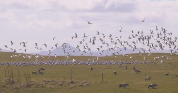 Large Seagull Flock Taking Reykjavik Golf Course Slow Motion — Stock Video