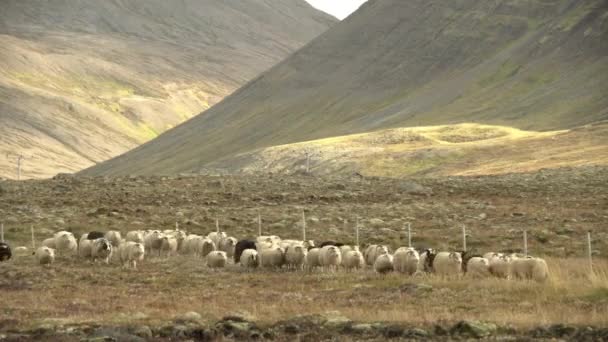 Исландское Стадо Овец Идущее Через Горный Перевал Время Округления Реттира — стоковое видео
