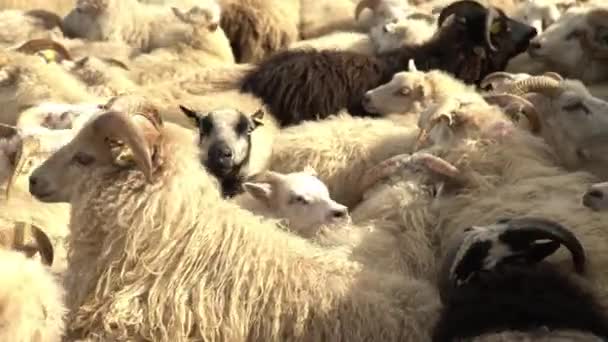Овцы Нетерпеливо Толкают Толкают Пока Реттир Округляет Исландия — стоковое видео