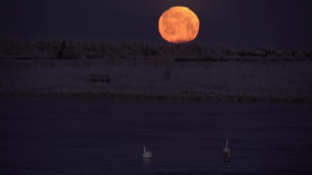 骑自行车在结冰的湖上骑着满月天鹅 — 图库视频影像