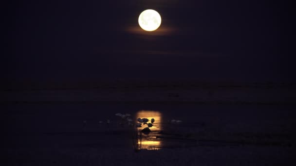 满月倒映在结冰的湖面上 覆盖着天鹅的冬季 — 图库视频影像