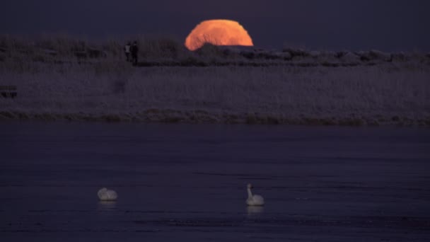 在冰封的冰湖上设置月球天鹅勾勒出慢跑者的轮廓 — 图库视频影像