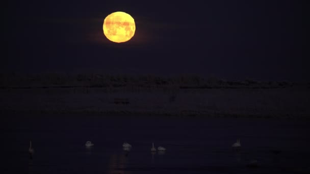 Położenie Pełni Księżyca Nad Łabędziami Kaczkami Zamarzniętym Jeziorze Islandia — Wideo stockowe