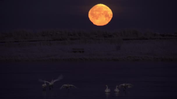 Cigni Sul Lago Ghiacciato Che Volano Sotto Luna Dorata — Video Stock