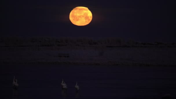 Cisnes Caminhando Lago Congelado Sob Lua Ajuste Islândia — Vídeo de Stock