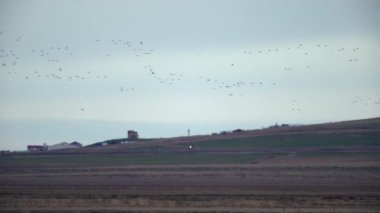 İzlanda tarım arazileri üzerinde uçan kaz sürüsü sonbaharı bulutlandırıyor