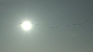 Güneşin önüne uçan kaz sürüsü konar ve çekim yapar.