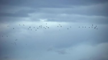Büyük göçmen kaz sürüsü bulutların altında uçuyor.