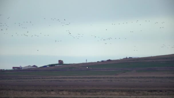 Troupeau Oies Volant Dessus Des Terres Agricoles Islandaises Couvert Automne — Video
